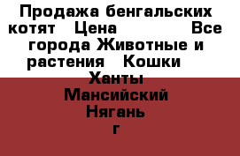 Продажа бенгальских котят › Цена ­ 20 000 - Все города Животные и растения » Кошки   . Ханты-Мансийский,Нягань г.